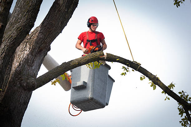 Best Emergency Tree Service  in Spanish Fork, UT